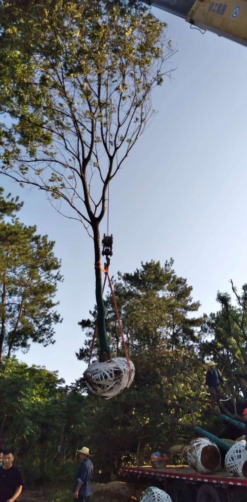 黄连木，乡村土树，树形优美，树名寓意好，又叫黄金树。