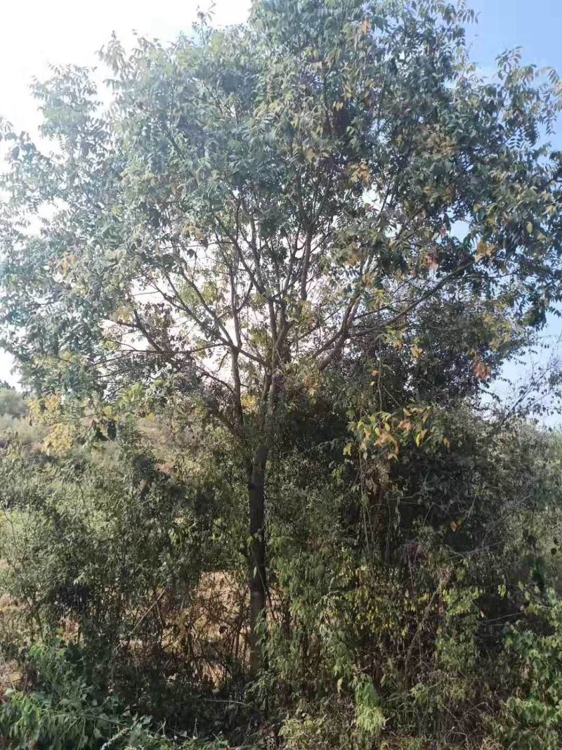 黄连木，乡村土树，树形优美，树名寓意好，又叫黄金树。