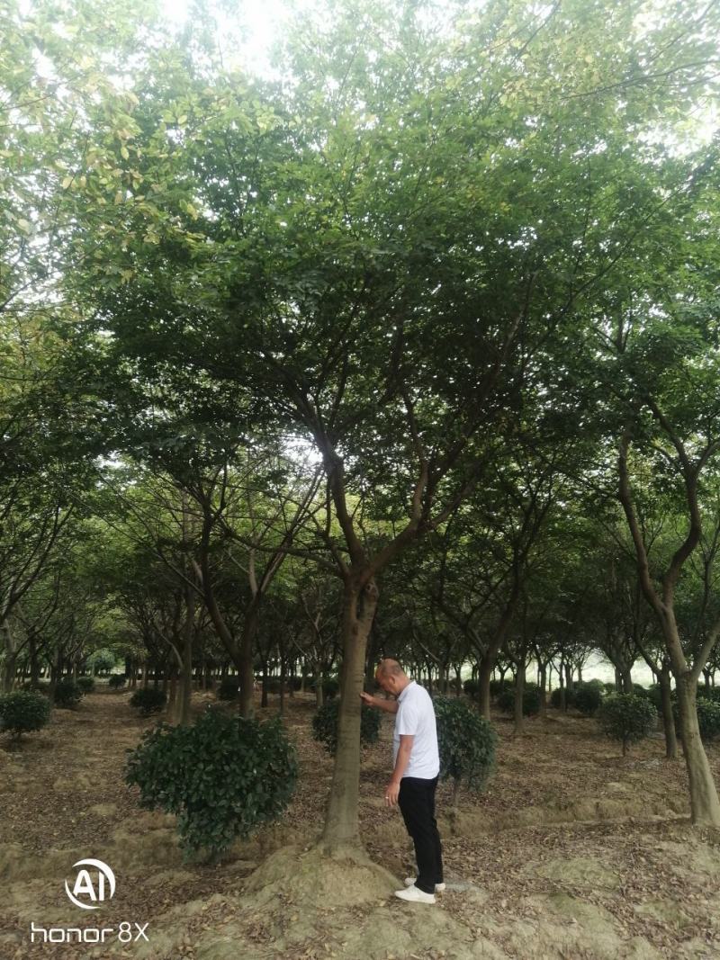 假植朴树，一级棒树形，杆直冠幅圆，熟货，根系发达。