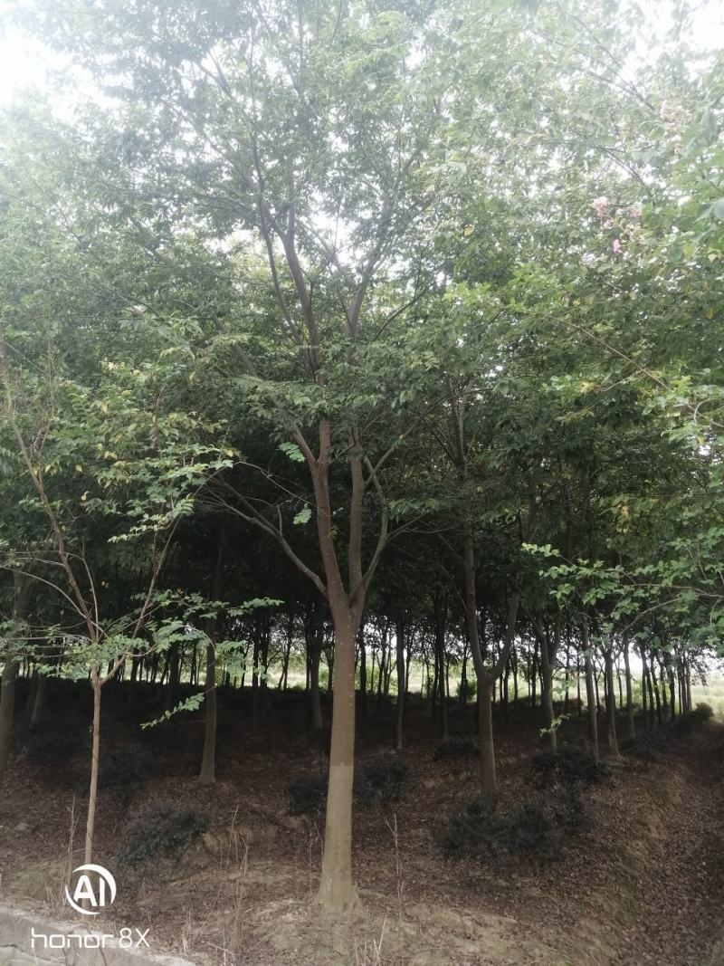 假植朴树，一级棒树形，杆直冠幅圆，熟货，根系发达。