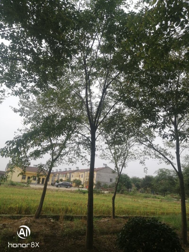 假植朴树，一级棒树形，杆直冠幅圆，熟货，根系发达。