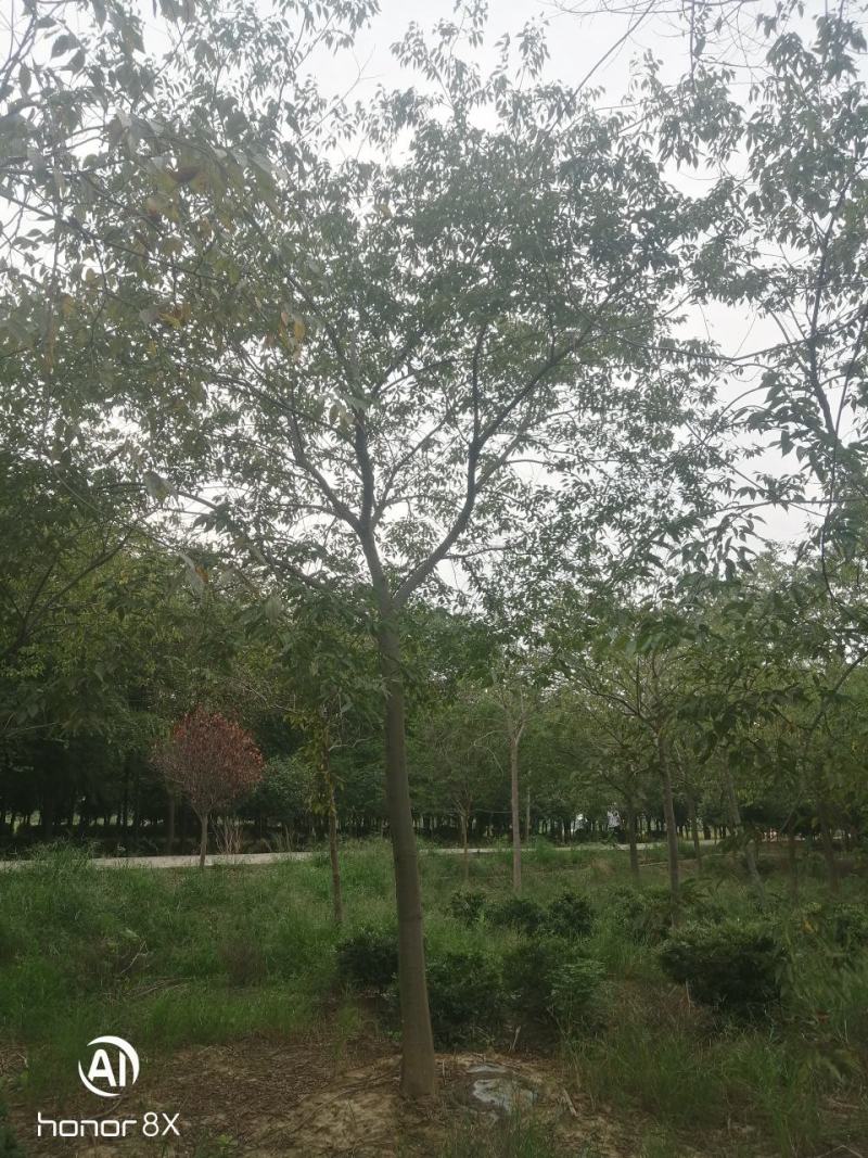 假植朴树，一级棒树形，杆直冠幅圆，熟货，根系发达。