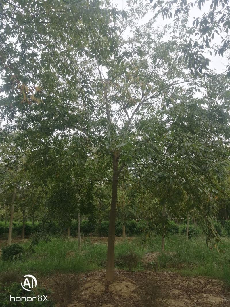 假植朴树，一级棒树形，杆直冠幅圆，熟货，根系发达。