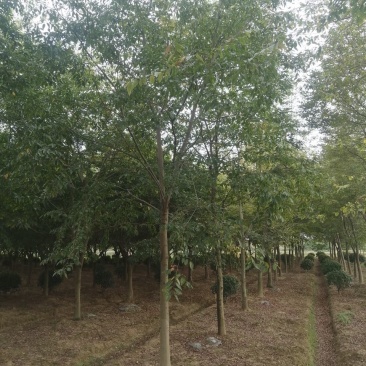 假植朴树，一级棒树形，杆直冠幅圆，熟货，根系发达。