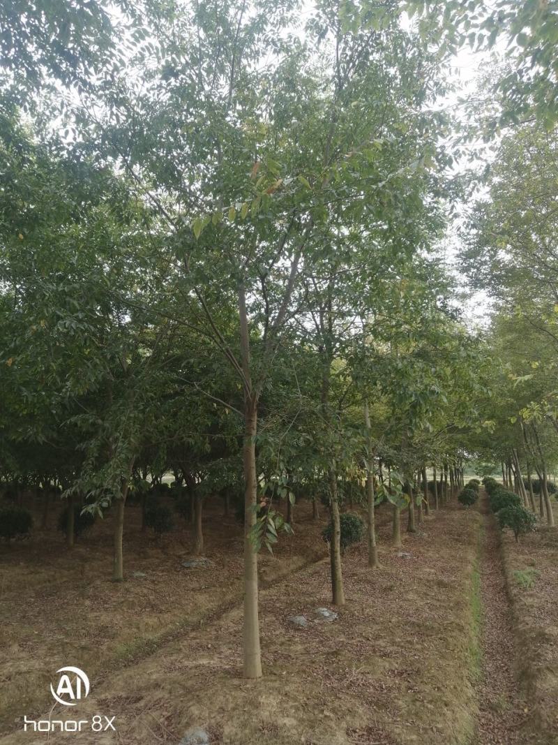 假植朴树，一级棒树形，杆直冠幅圆，熟货，根系发达。