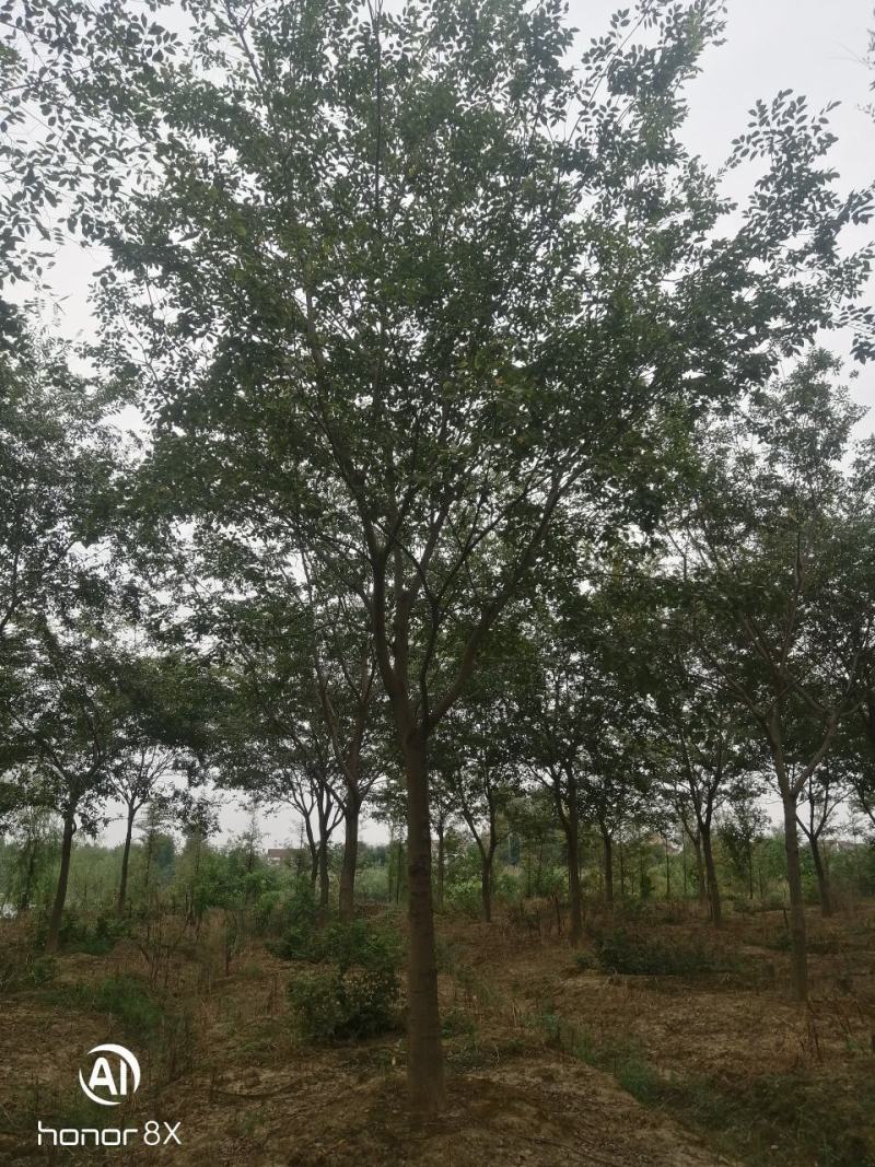 假植朴树，一级棒树形，杆直冠幅圆，熟货，根系发达。