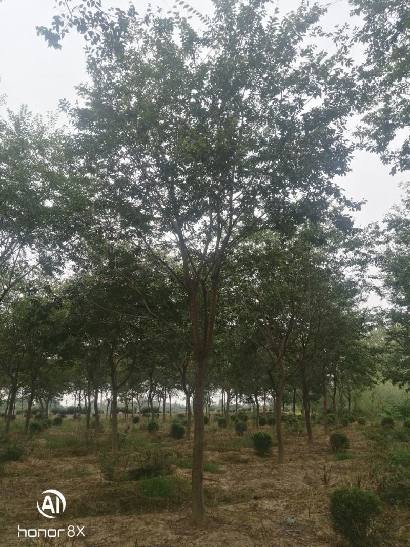 假植朴树，一级棒树形，杆直冠幅圆，熟货，根系发达。