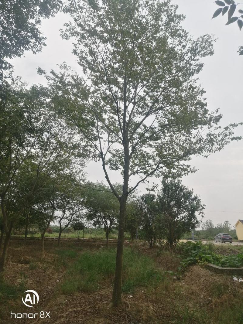 假植朴树，一级棒树形，杆直冠幅圆，熟货，根系发达。
