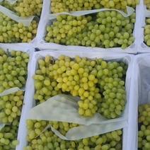 低价出售新疆吐鲁番本地无核白葡萄苗，特色品种，早熟葡萄