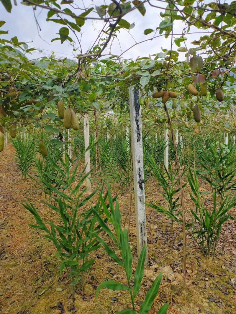 野生原生态洋荷姜现挖现发原产地直销营养丰富欢迎来基地考察