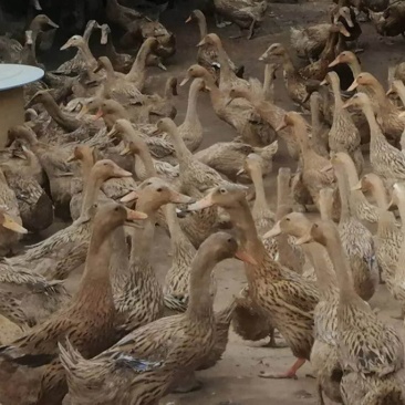 全母飞天水鸭淘汰蛋鸭