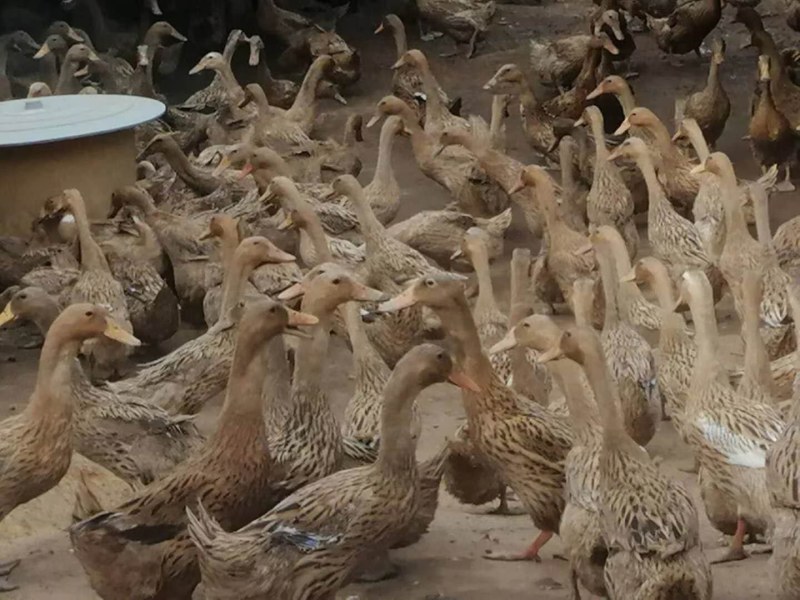 全母飞天水鸭淘汰蛋鸭