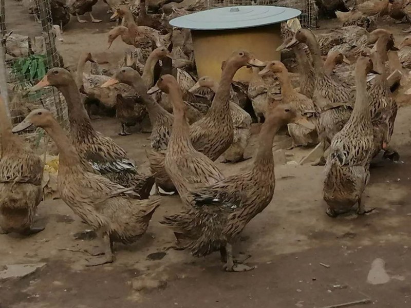 全母飞天水鸭淘汰蛋鸭
