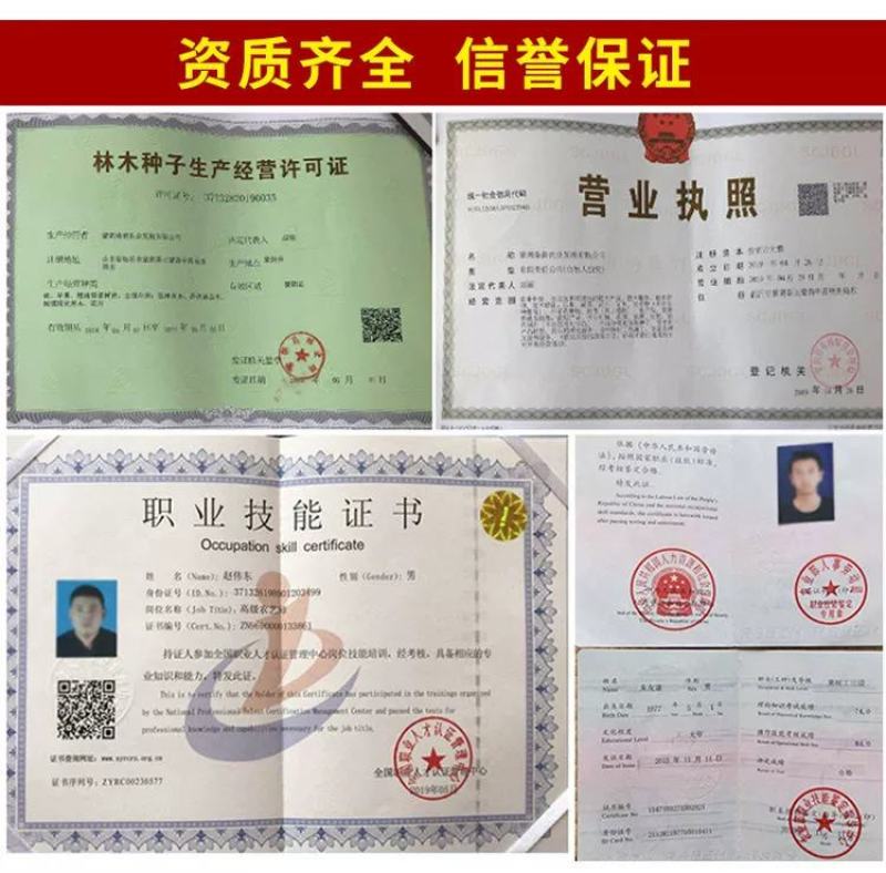 俄罗斯8号大樱桃苗含香抗寒南北方均可种植包邮不限量