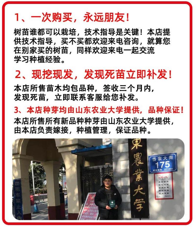新品种波姬红无花果苗引进品种全部现挖现发包邮