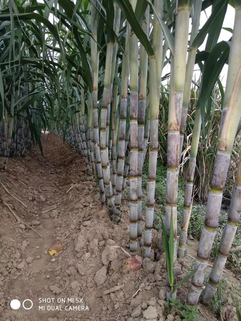 青皮甘蔗“脆在口中，甜在心中”。田地直供，货源充足！