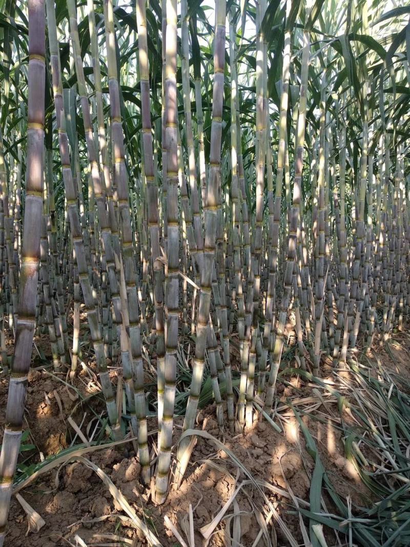 青皮甘蔗“脆在口中，甜在心中”。田地直供，货源充足！