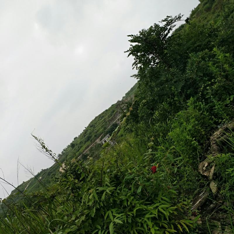 合作社自然山塘50亩，对外寻找有实力的企业，钓鱼协会合作