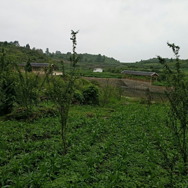 合作社自然山塘50亩，对外寻找有实力的企业，钓鱼协会合作
