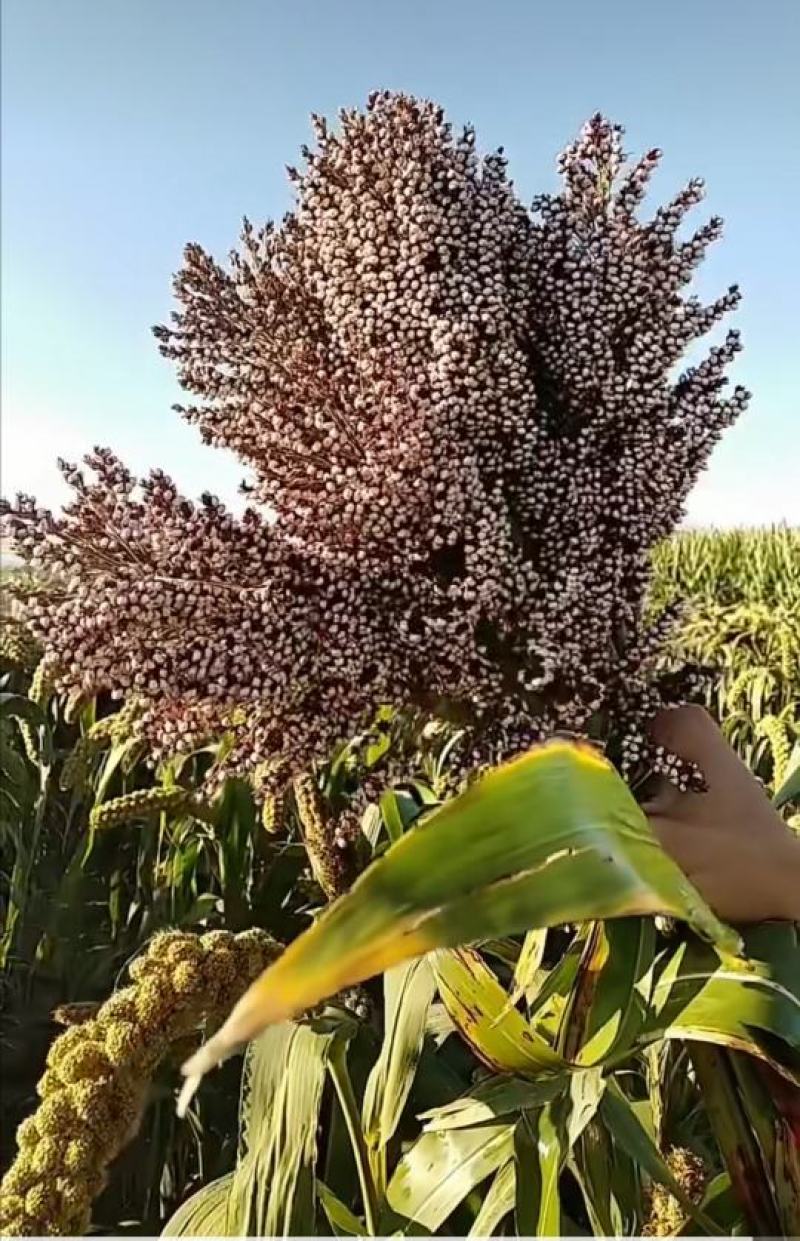 蔚县2021新碾高粱面粉农家自产自销有机肥种植优质白高粱
