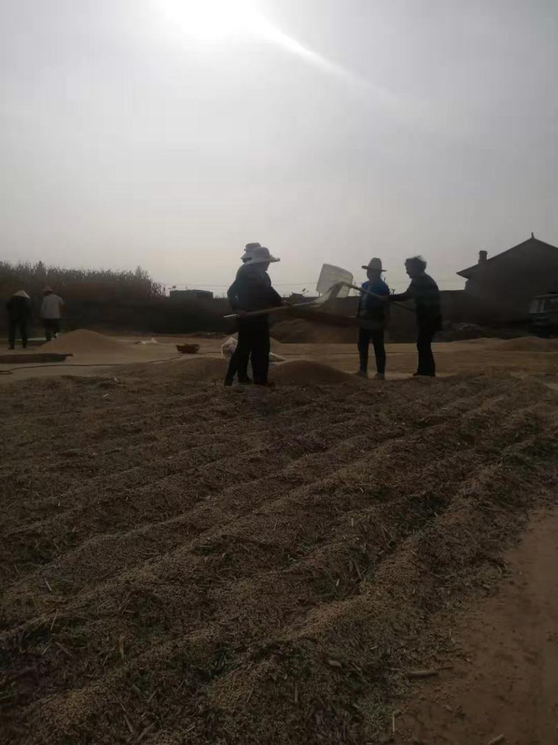 蔚县2021新碾高粱面粉农家自产自销有机肥种植优质白高粱