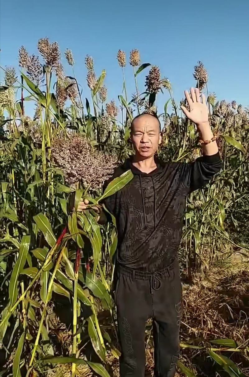 蔚县2021新碾高粱面粉农家自产自销有机肥种植优质白高粱