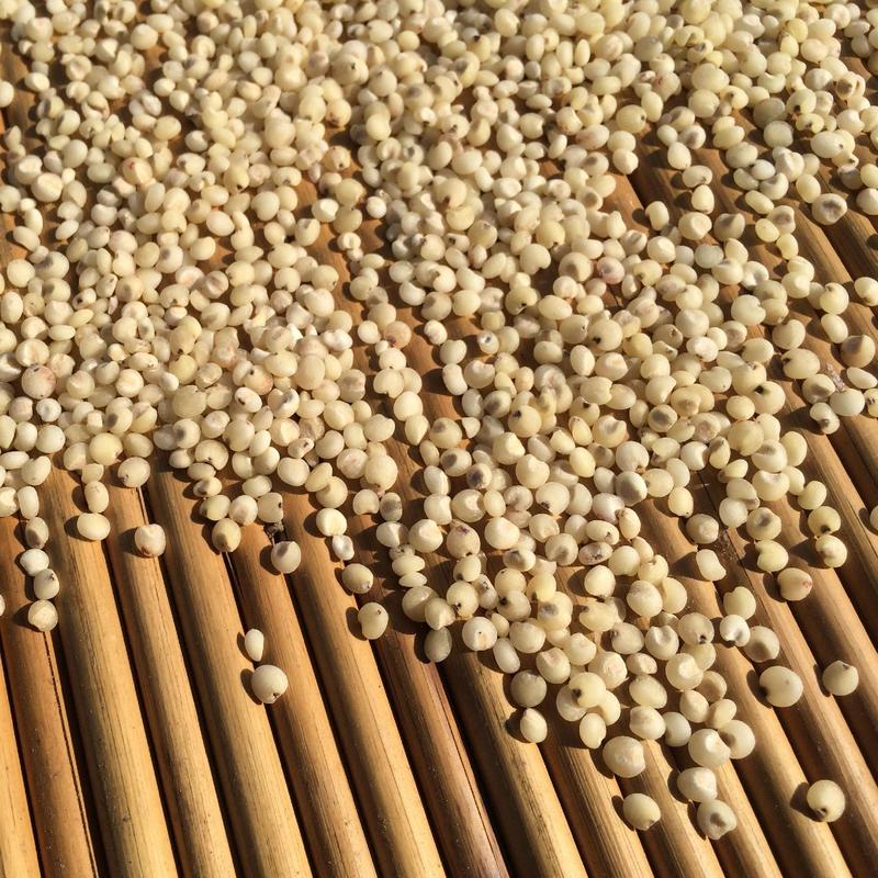 蔚县2021新碾高粱面粉农家自产自销有机肥种植优质白高粱