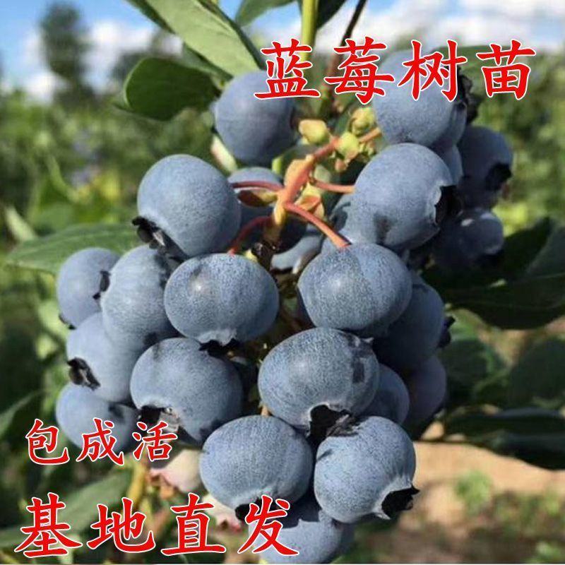 蓝莓苗奥尼尔/蓝丰/薄雾/兔眼/粉红佳人带土发苗