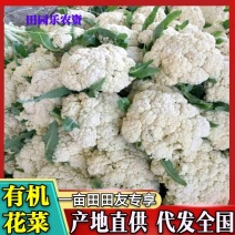开封花菜精品有机花菜白面青梗松花菜一手货源全国代发