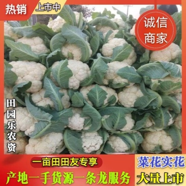 开封祥符菜花实花，实花大量上市了一手货源质优价廉