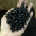 山豆根种子自然熟发芽率高颗颗饱满