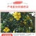 新鲜水果红心柚子10斤整箱红心柚琯溪蜜柚当季红肉一件包邮