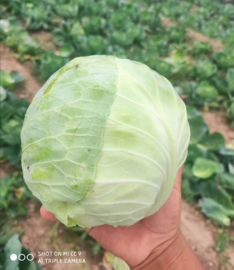 扁包菜《推荐》开封甘蓝大量上市，基地直供一条龙，欢迎采购