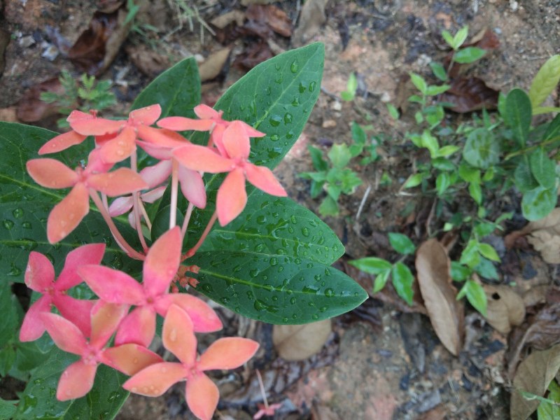 蒲公英，纯野生，药用价值高