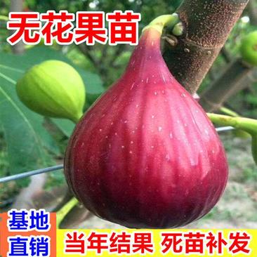 波姬红无花果苗果大甜度高现挖现发保湿发苗包技术