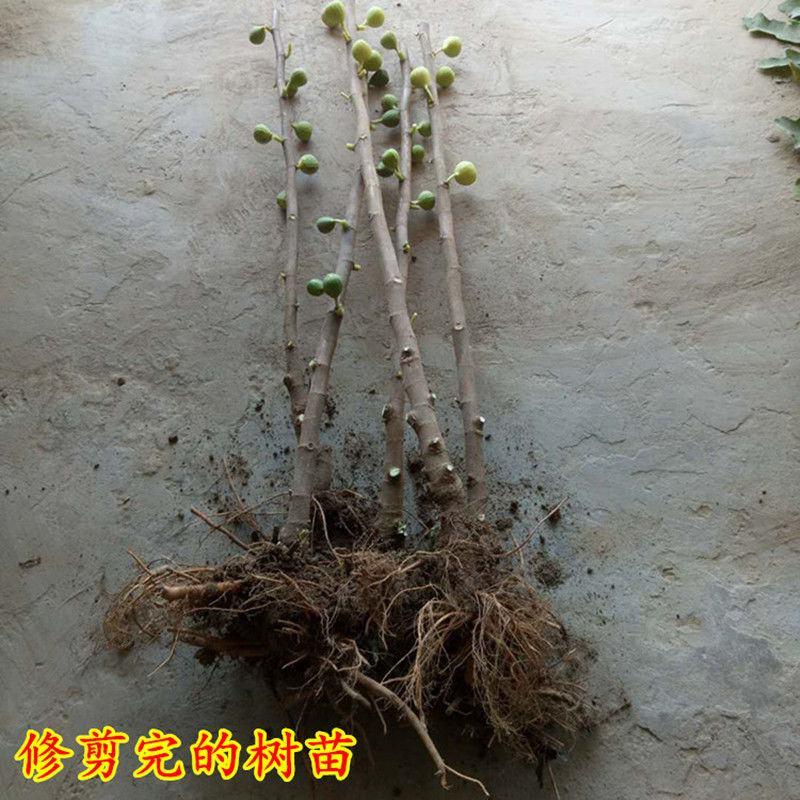 波姬红无花果苗果大甜度高现挖现发保湿发苗包技术