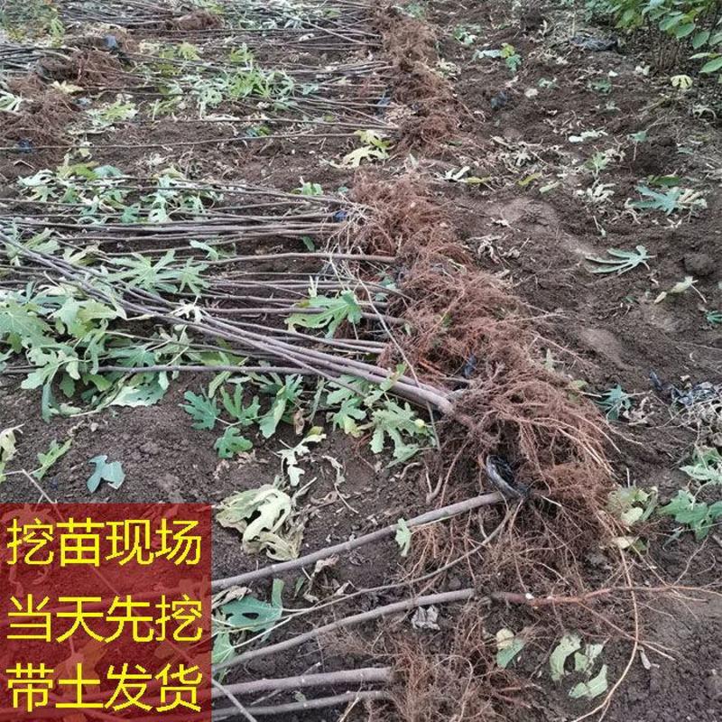 波姬红无花果苗果大甜度高现挖现发保湿发苗包技术