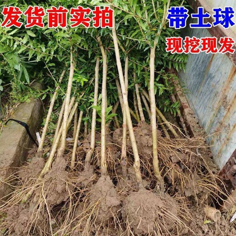 优质蒙阳红石榴苗原土保湿发苗现挖现发包成活包技术