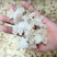 拉丝雪燕正中拉丝雪燕