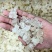 拉丝雪燕正中拉丝雪燕