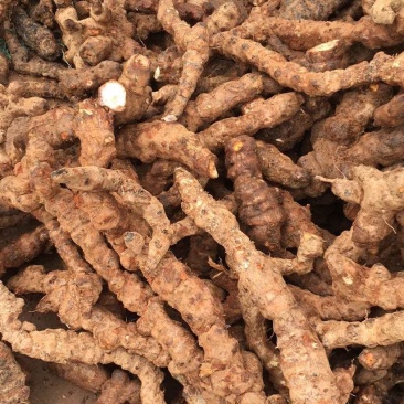 云南野生土茯苓规格3公两以上大士茯苓白肉，批发零售