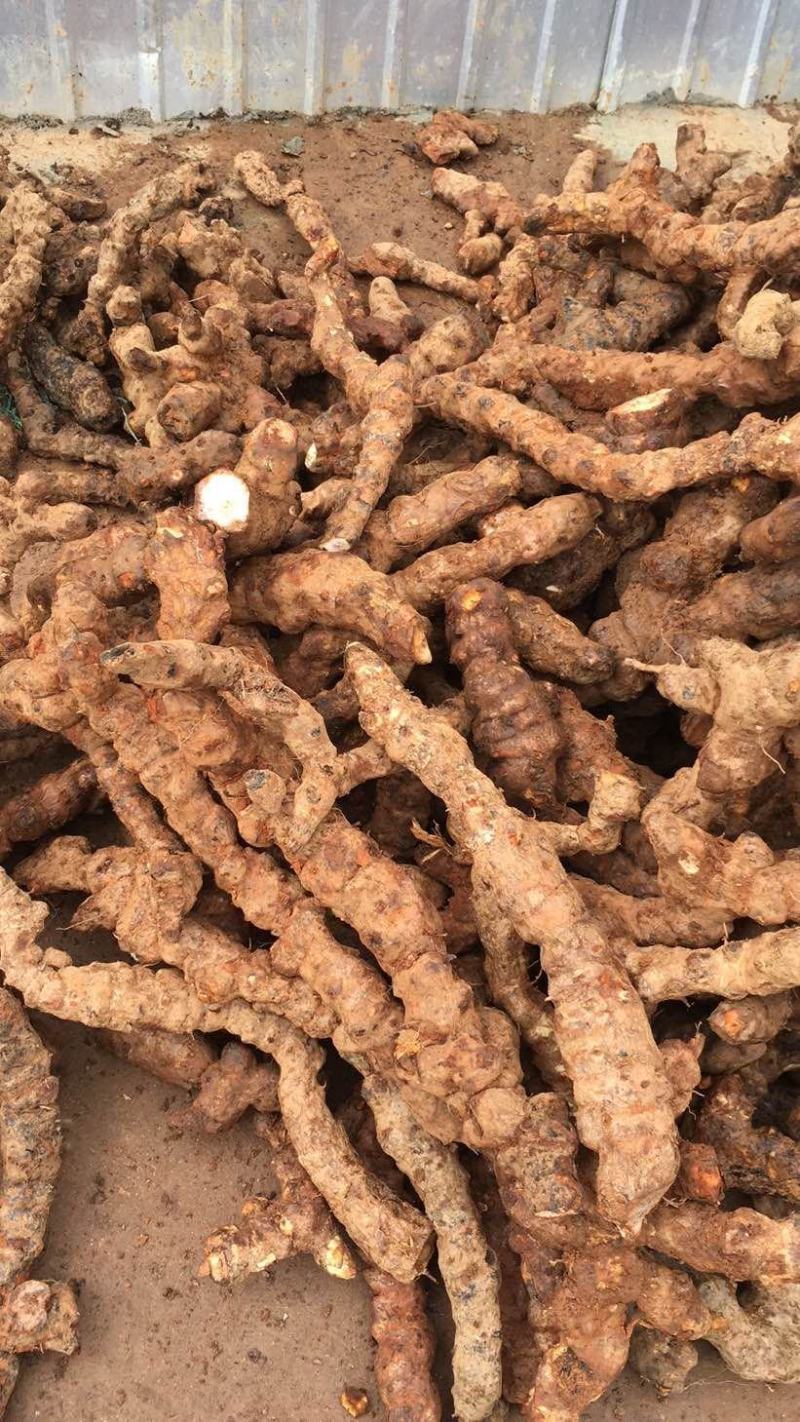 云南野生土茯苓规格3公两以上大士茯苓白肉，批发零售