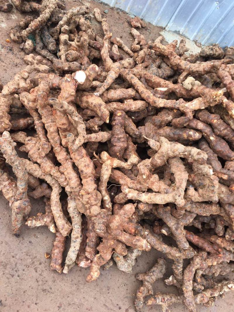 云南野生土茯苓规格3公两以上大士茯苓白肉，批发零售