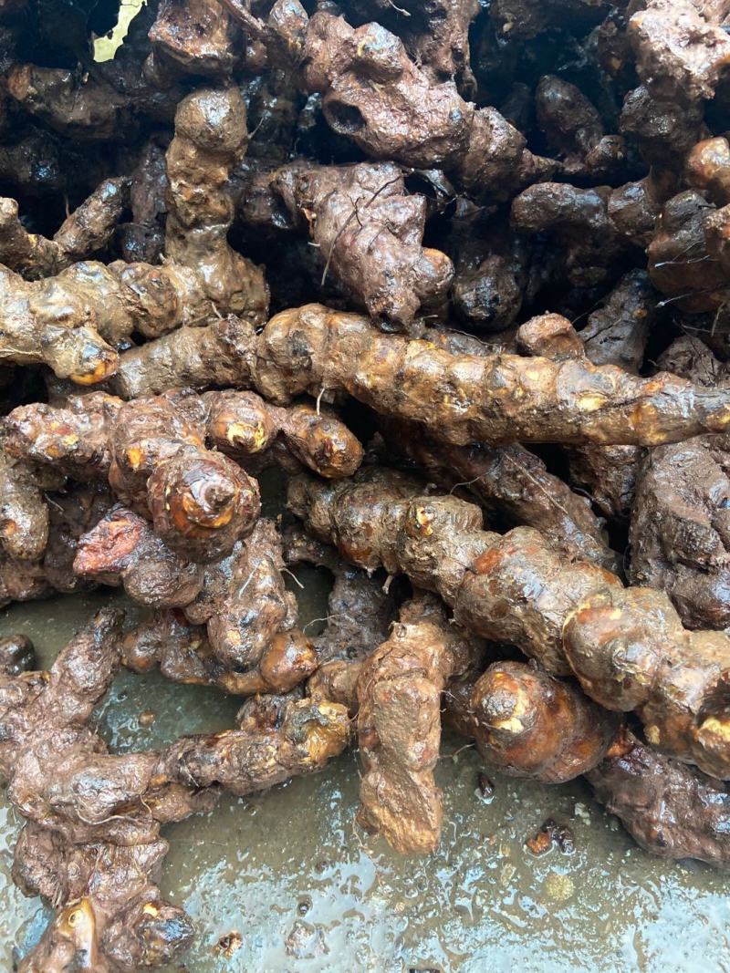 云南野生土茯苓规格3公两以上大士茯苓白肉，批发零售