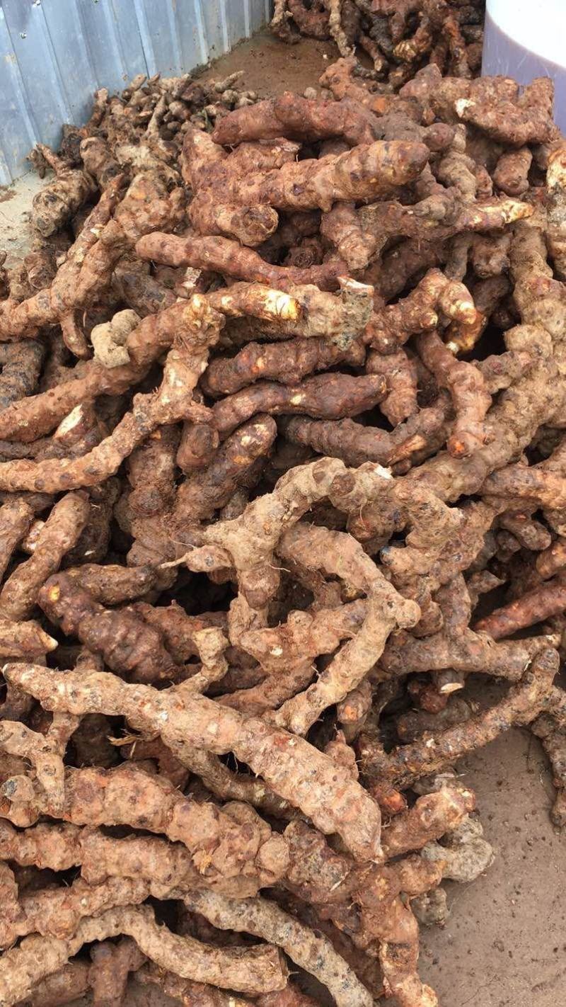 云南野生土茯苓规格3公两以上大士茯苓白肉，批发零售
