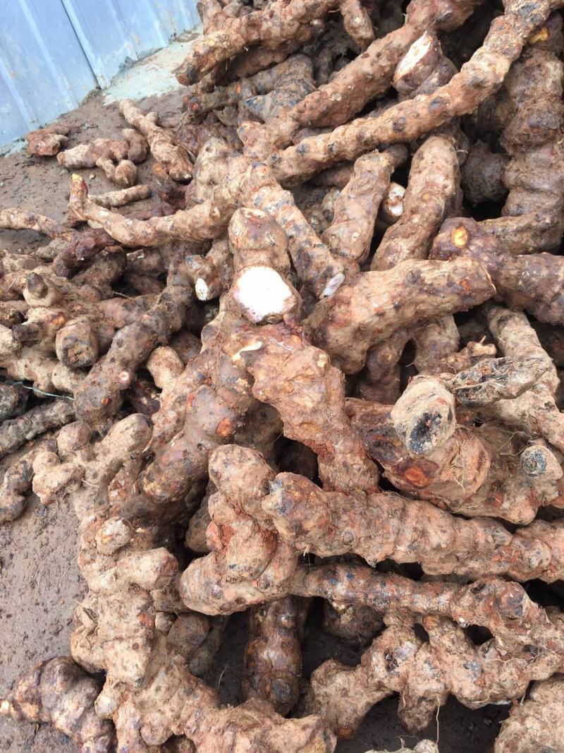 云南野生土茯苓规格3公两以上大士茯苓白肉，批发零售