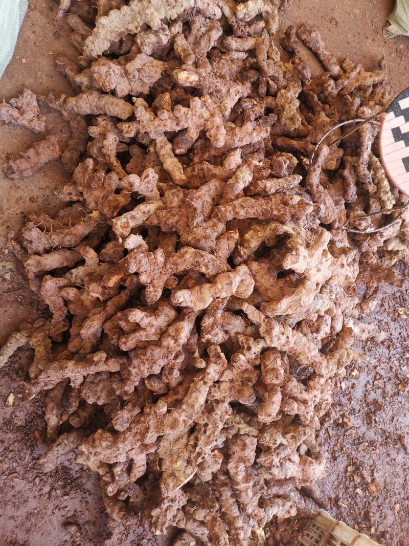 云南野生土茯苓规格3公两以上大士茯苓白肉，批发零售