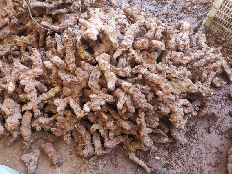 云南野生土茯苓规格3公两以上大士茯苓白肉，批发零售
