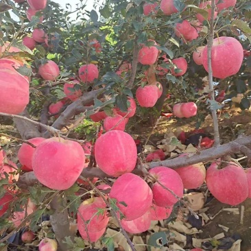 辽南营口市鲅鱼圈区熊岳水果