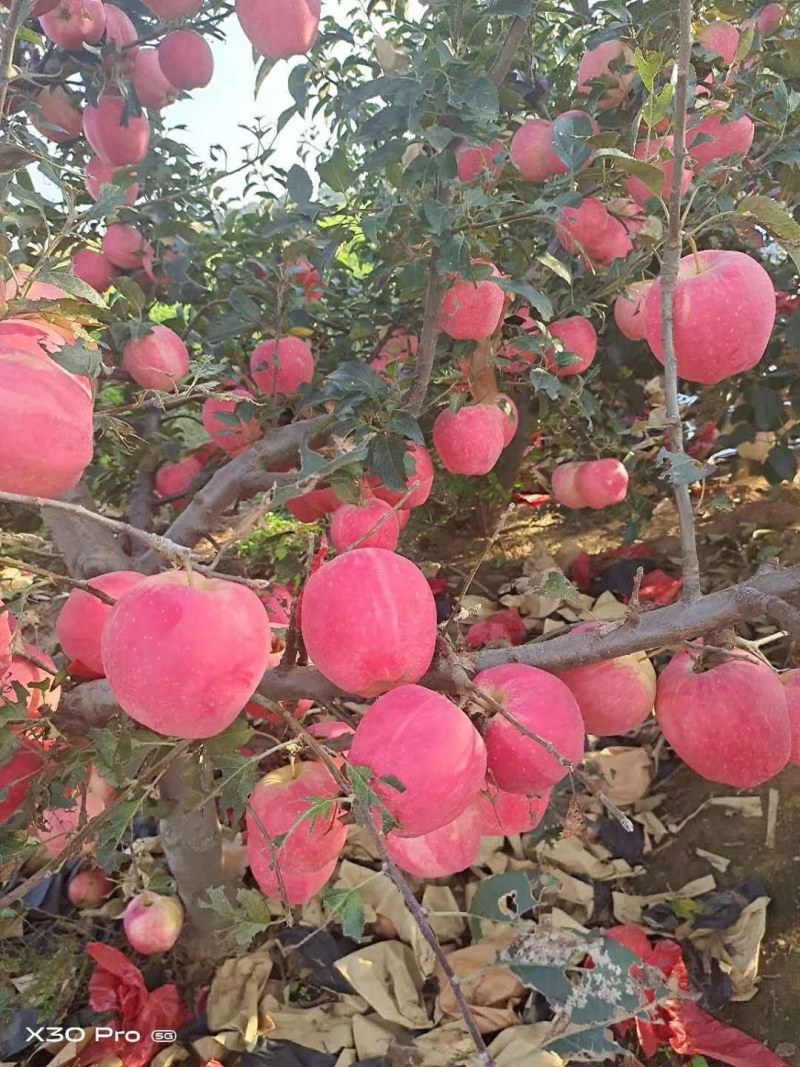 辽南营口市鲅鱼圈区熊岳水果